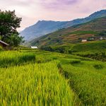 Mountains The Slopes Vietnam Sapa Rice