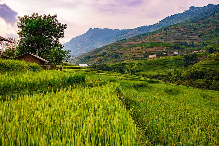Mountains The Slopes Vietnam Sapa Rice